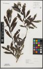 Foto von Salix purpurea L.